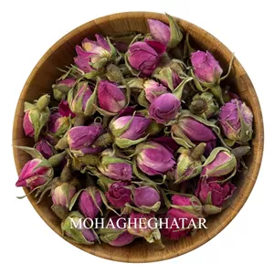 گل محمدی غنچه