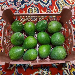 میوه آواکادو (پس کرایه)