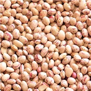 لوبیا چیتی ایرانی 