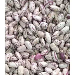 لوبیا چیتی دیباج سمنان