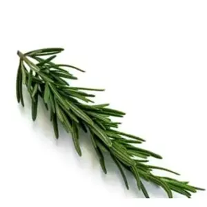 رزماری اعلا ممتاز 