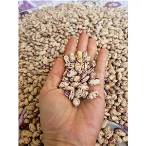 لوبیا چیتی درشت اشکور