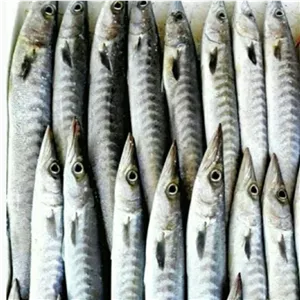 ماهی دولمی،چنگو ،باراکودا،شیر نیزه ای تازه (خرید قسطی)