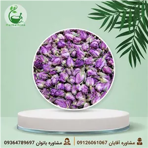 غنچه گل محمدی