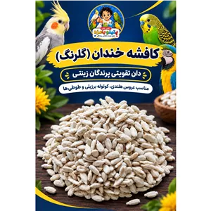 کافشه خندان (گلرنگ) دان تقویتی عروس هلندی و طوطیسانان