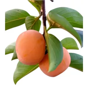 خرمالو تازه (کاکی) محلی ارگانیک و خوش طعم