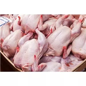 مرغ کامل تازه ( ارسال رایگان 15کیلویی عمده)