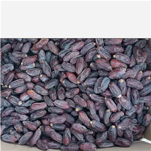 خرما ربی یا پیارم سیستانی اعلا