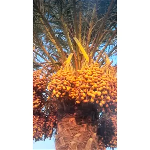 خرمای اصول جنوب بسیار خوشمزه