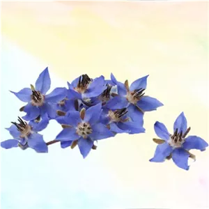 گل گاوزبان