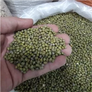  ماش درشت
