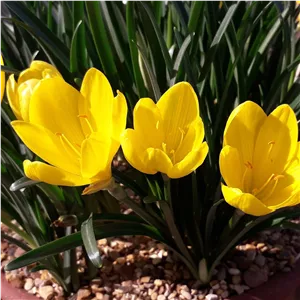 پیاز گل جام زرین کوروش پک 10 عددی