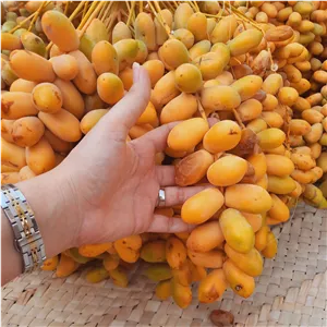 خارک حاج باقری ،خرما،ترد وشیرین وابدار (میوه درخت نخل)پک 1 کیلویی تازه برداشت1405
