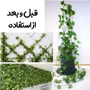 کلیپس گیاه رونده 10 عددی