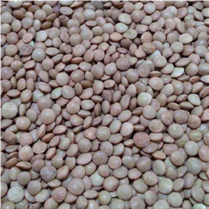 عدس ریز دستچین خوشپخت به شرط پزا ( تمیز و پاک شده)