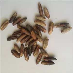 هسته خرما  درجه یک (قیمت عمده)-شسته- برای پودر قهوه خرما و.