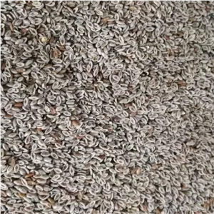 اسفرزه 250 گرمی