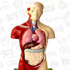 مینی مولاژ  نیم تنه  بدن انسان  یک پنجم اندازه طبیعی