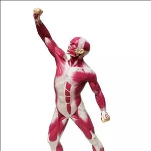 مدل(مولاژ) عضلات  و ماهیچه های بدن 