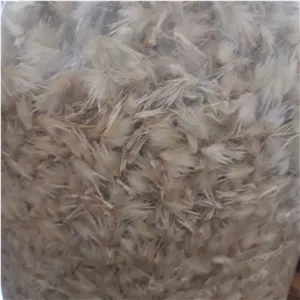 گیاه قاصدک