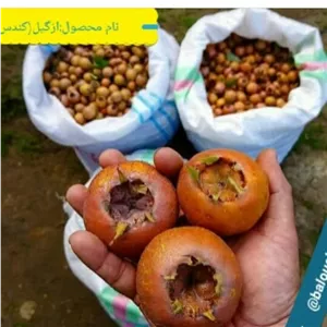  نهال ازگیل(کندس) (پس کرایه)