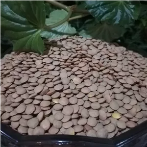 عدس دستچین ریز مرغوب(5 کیلوگرمی)(ارسال رایگان)