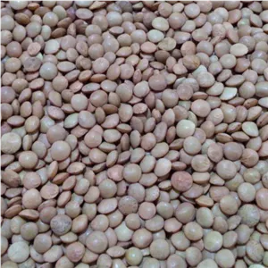 عدس ریز ممتاز برکت خوشپخت پاک شده تمیز درجه یک