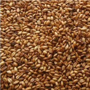 گندم بوداده ی ترد و برشته ی قورقا محصولات خانگی و درجه یک شیوا