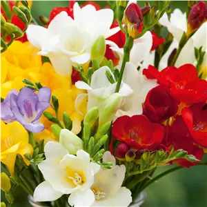 پیاز گل فرزیا هلندی(6عددی)