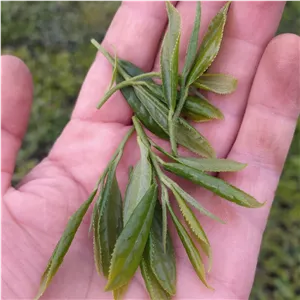چای بهاره لاهیجان.قلم یک.یک کیلو گرمی