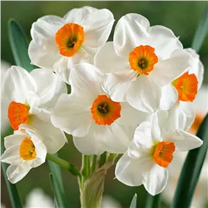 پیاز گل نرگس اورنج چندگلهGeranium