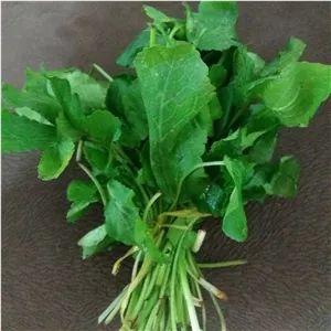 سبزی تازه زولنگ  یا چوچاق 3کیلویی