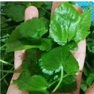 سبزی خشک چوچاق یا زولنگ 500گرمی