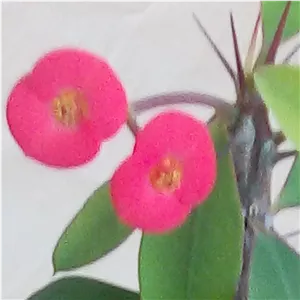 گل مرجان معمولی