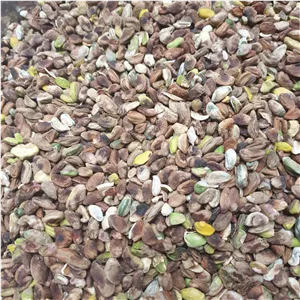 مغز پسته گندمی