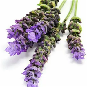 اسطوخودوس خشک شده50 گرم 