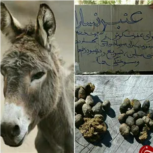 عنبرنسارا نیم کیلویی