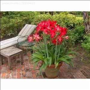 بوته گل آماریلیس قرمز (Amaryllis)ودر فصل سرما پیاز گل
