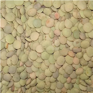عدس محلی دیمی اورگانیک(بدون کود)