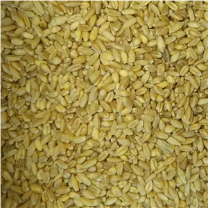 گندم پاک شده نانی موجود است