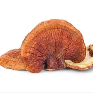 قارچ گانودرما لوسیدم بسته 200گرمی (ریشی)