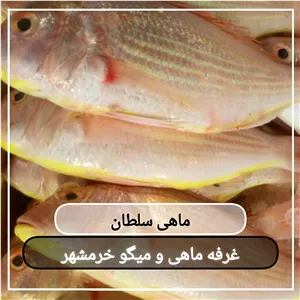 ماهی سرخو(سلطان)سایز متوسط تازه و صید روز (پک یک کیلویی)بسیار خوشمزه و لذیذ مناسب برای سرخ کردن