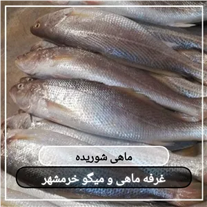ماهی شوریده تازه صید روز (پک یک کیلویی)بسیار لذیذ مناسب برای کباب کردن و سرخ کردن