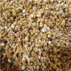 بابونه درشت 1 کیلو