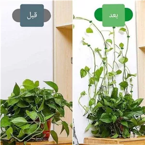 گیره نگهدارنده گل و گیاه پتوس لاکچری 1 عددی 