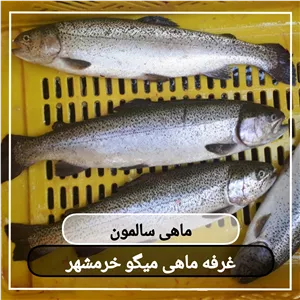 ماهی سالمون سایز متوسط تازه و صید روز (پک یک کیلویی) بسیار خوشمزه و لذیذ