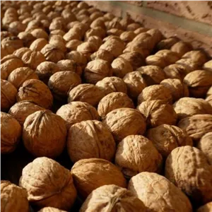گردویی تر درجه دو بدونه پوست سبز 