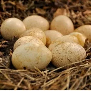 تخم کبک سفید بسته 10 عددی