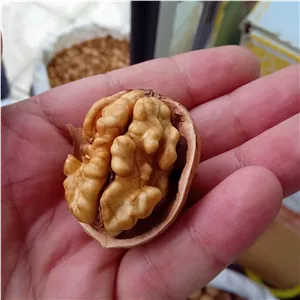 گردو تازه امسالی  2000گرمی 