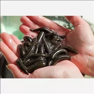 زالو طبی 20 عددی سایز 4تا8